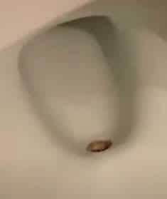 how-to-make-a-toilet-flush-better